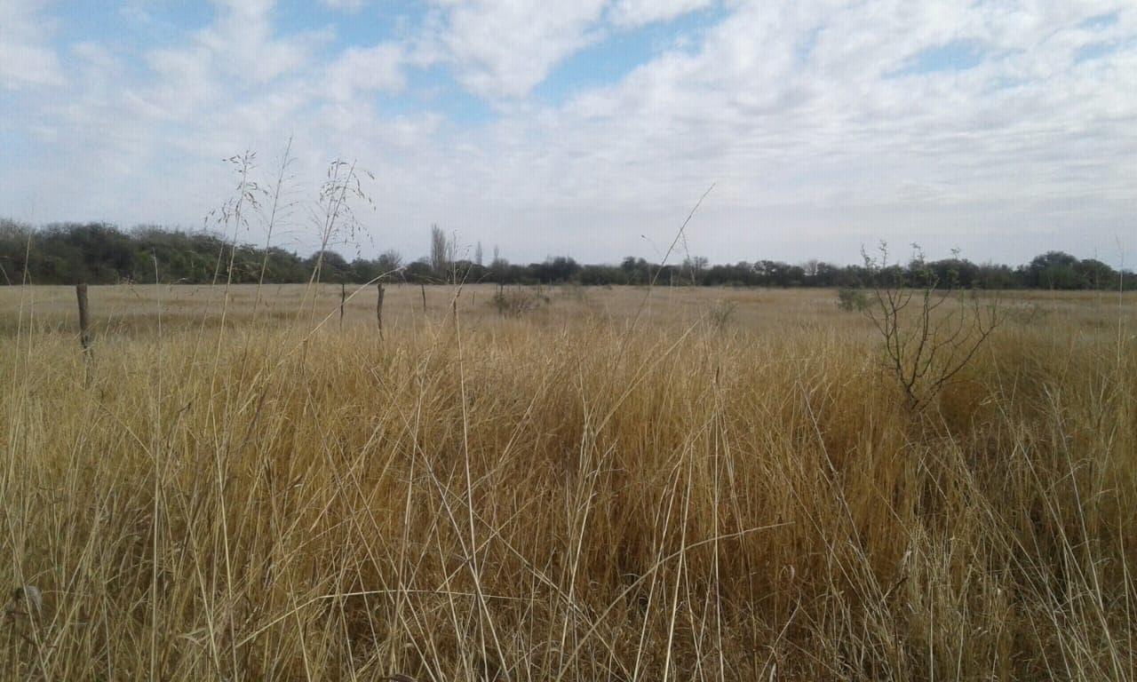 Campo en venta de 50 Hectáreas - Cruz del Eje - 1