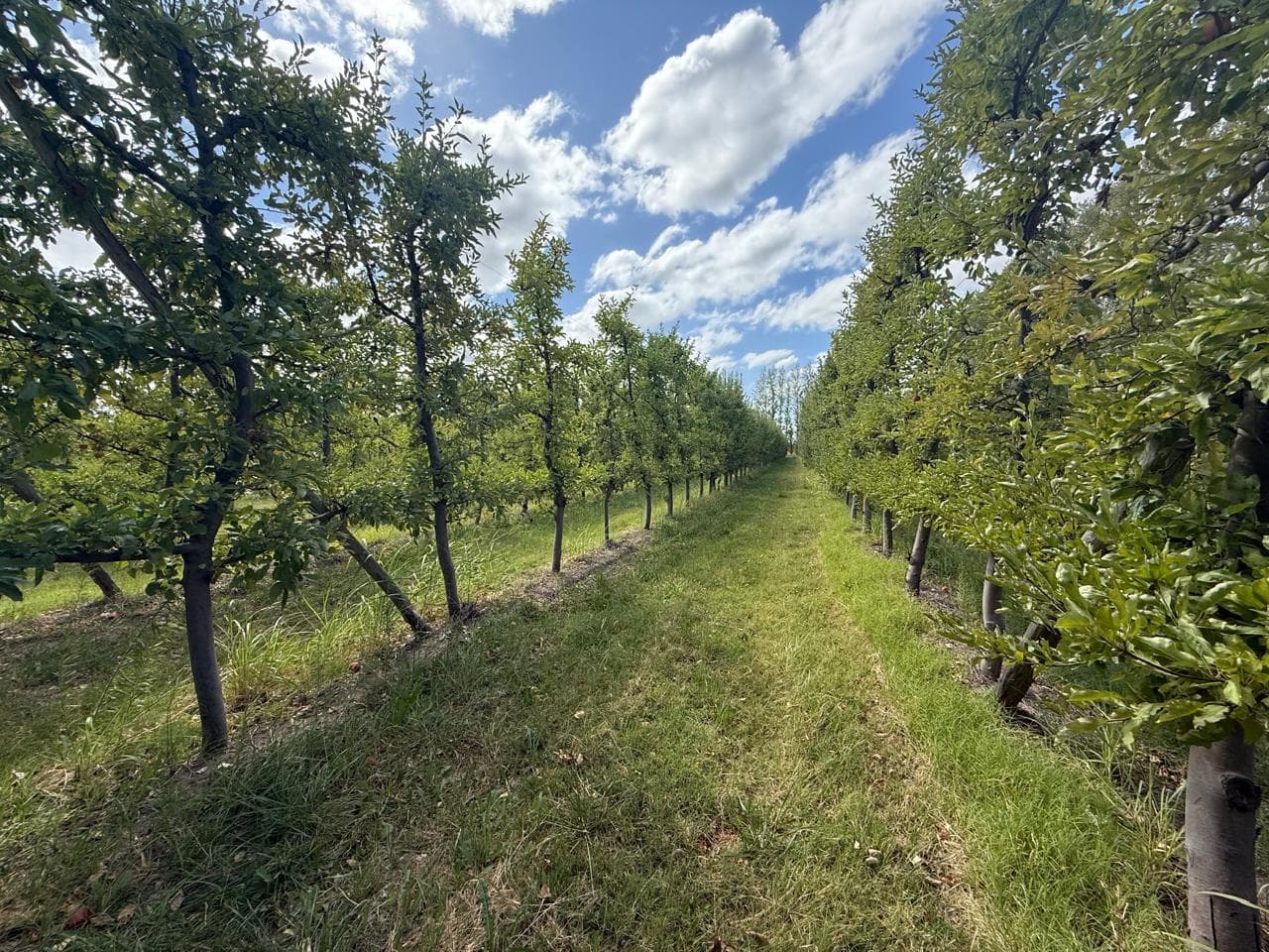 Chacra de 19 Ha. - General Roca - 1