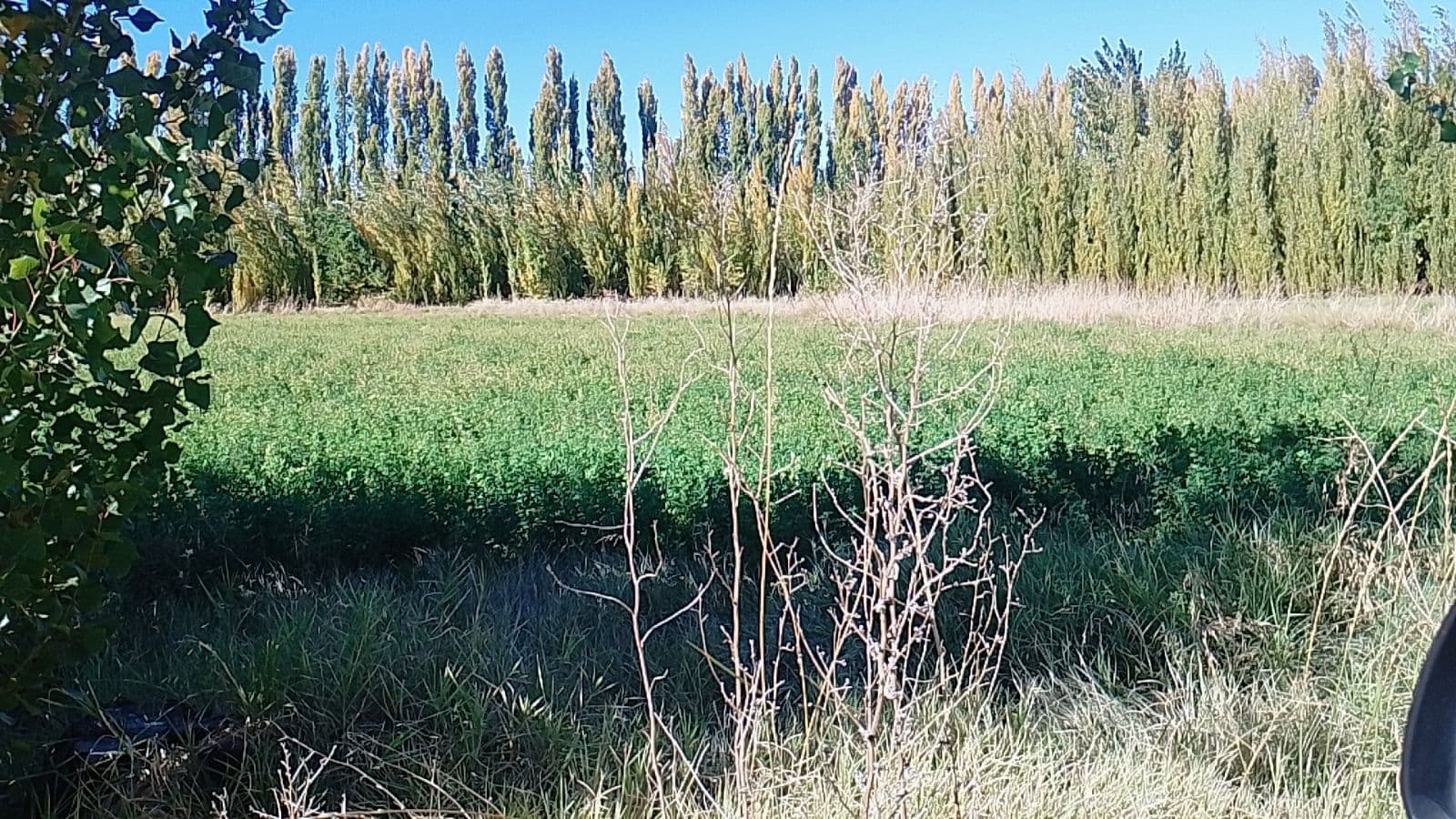 VENTA DE CHACRA EN SENILLOSA - 1