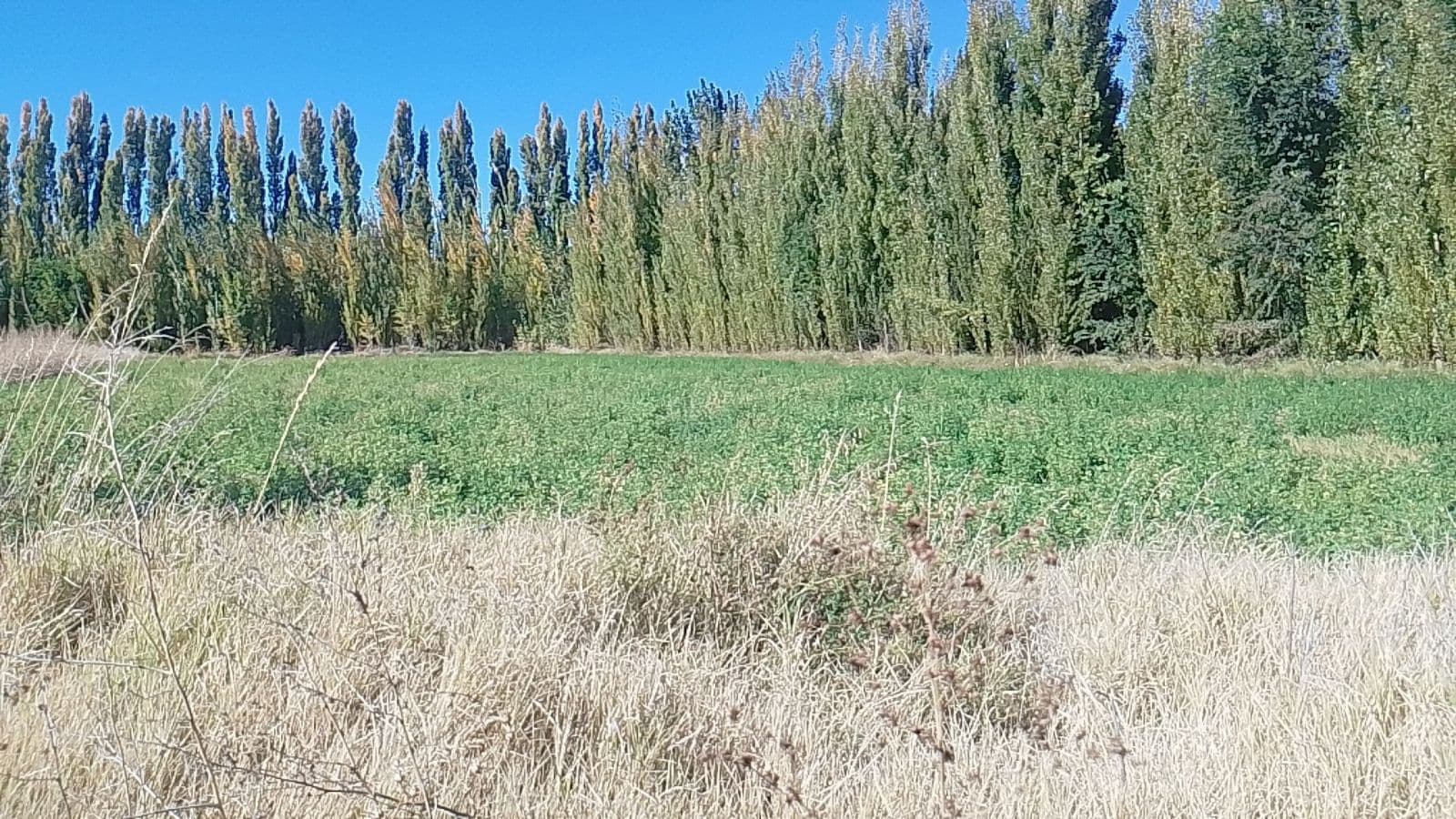 VENTA DE CHACRA EN SENILLOSA - 2