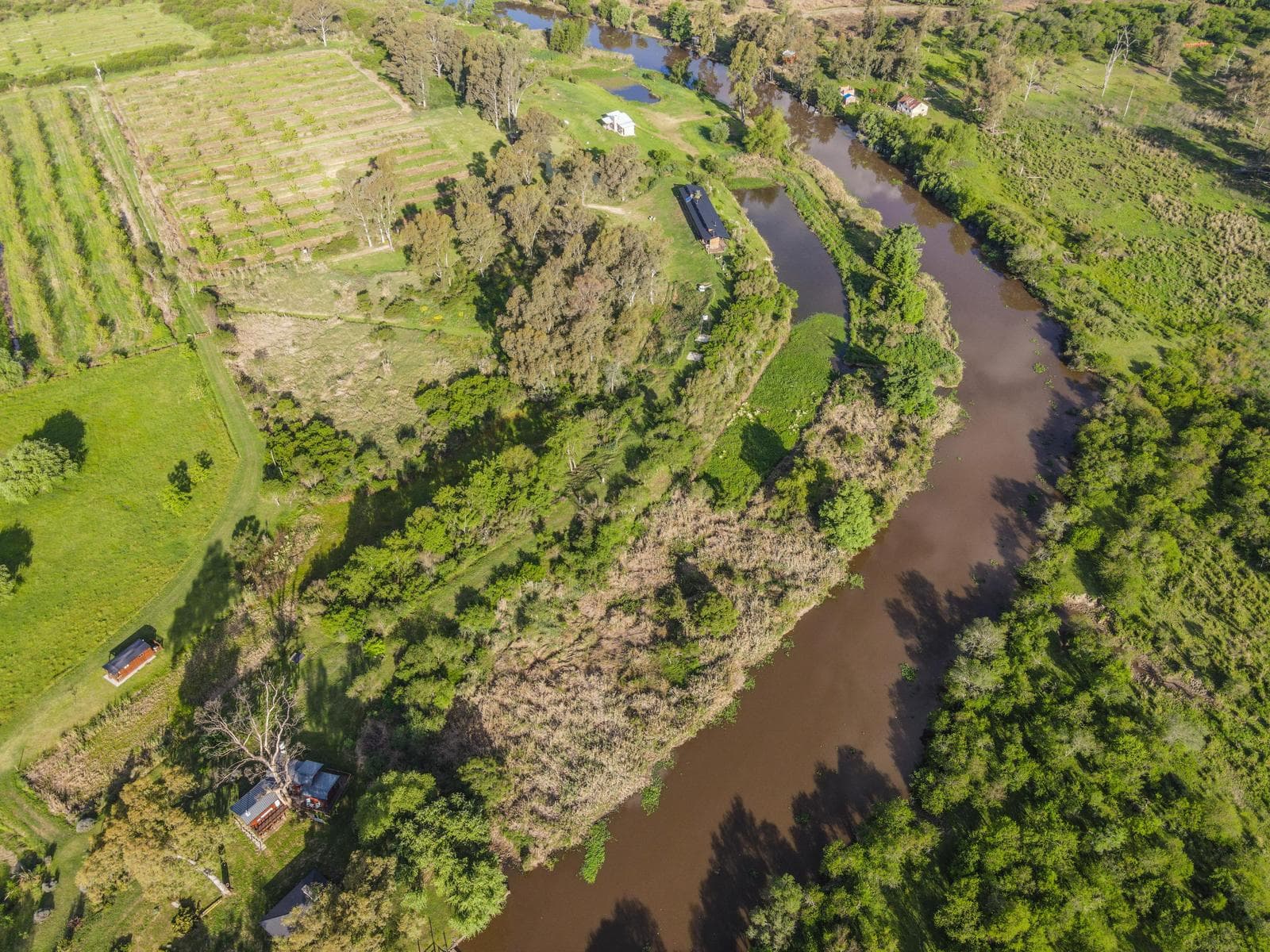 Predio de 2 has con Plantación de árboles Pecán - 1