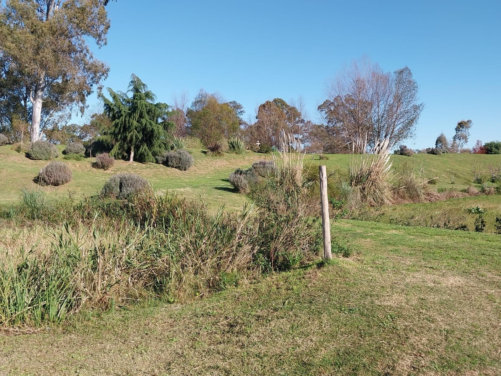 Predio de 2 has con Plantación de árboles Pecán - 1