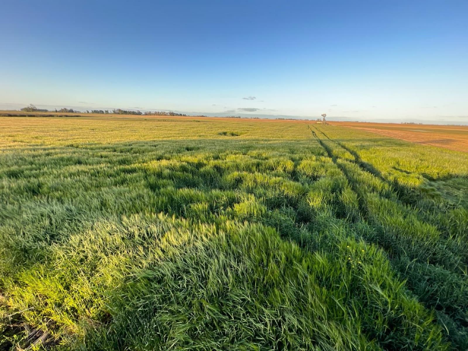 Chacra - General Alvear - 1