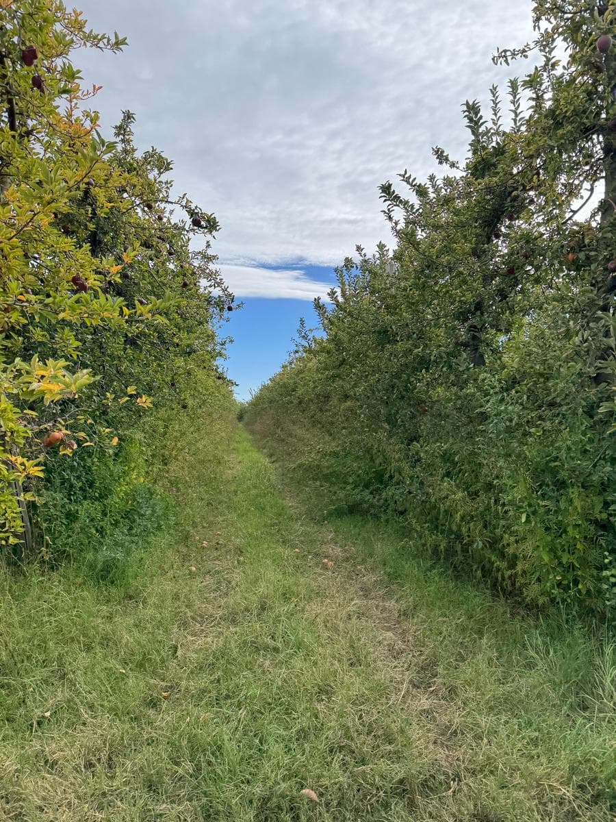 Venta Chacra en Producción - 2