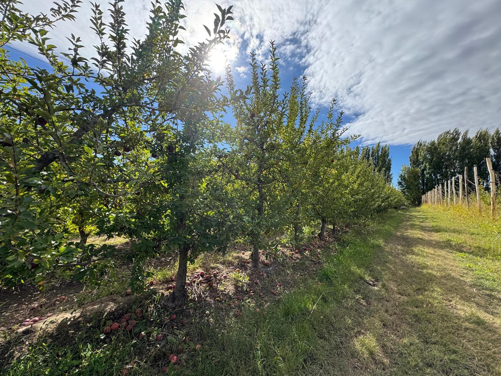 Venta Chacra en Producción - 1