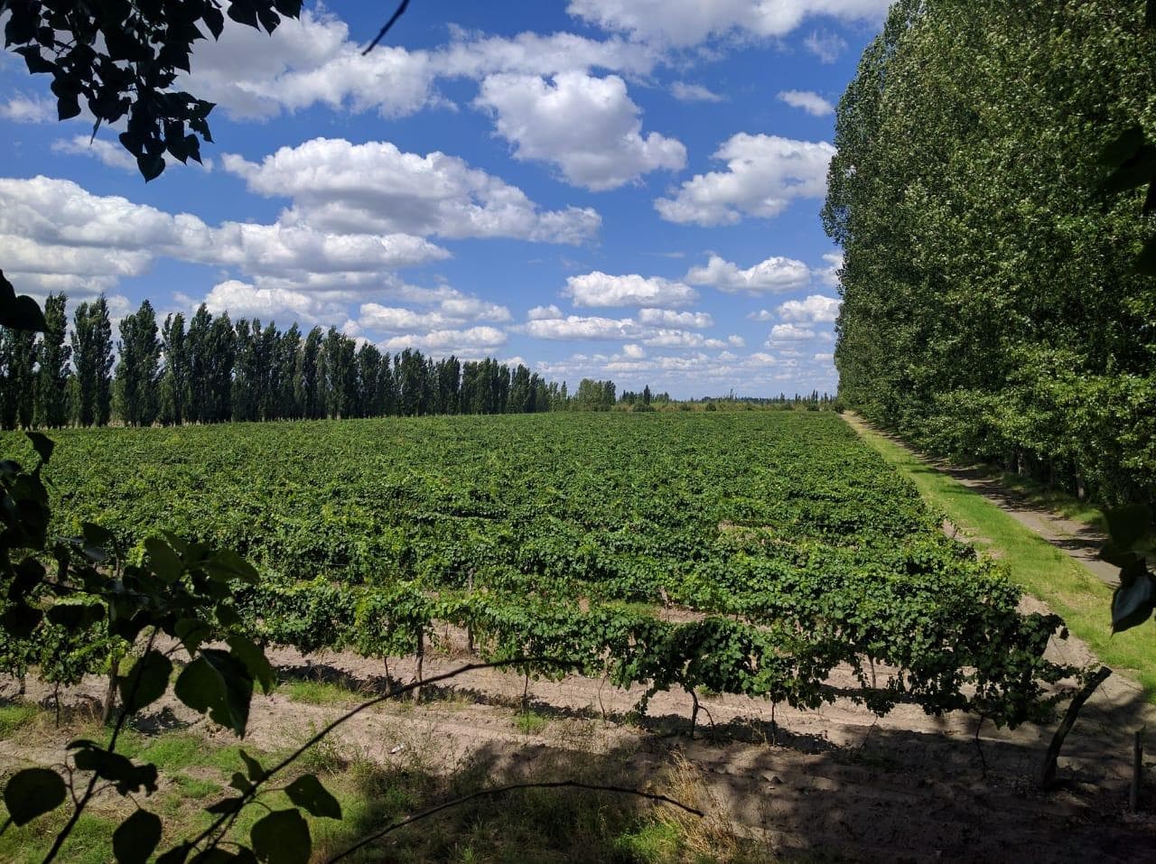 Oportunidad, Finca en venta de 46 has en San Rafael, Mendoza - 1