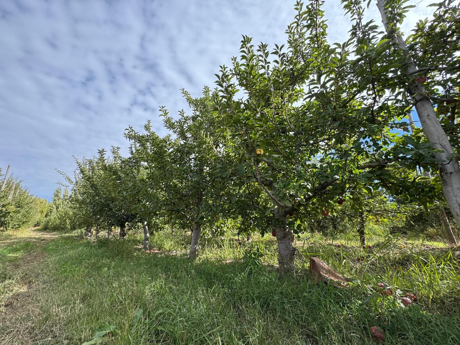 Chacra en Venta San Patricio del Chañar - 1