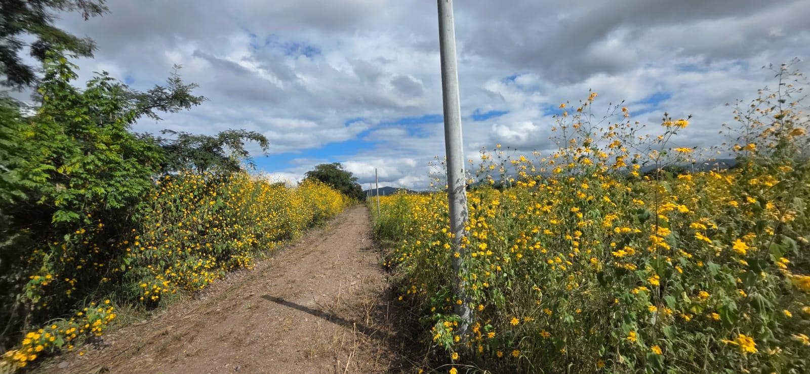 VENTA TERRENO LUNA CAUTIVA LOTE 10 - EL CARMEN - 1