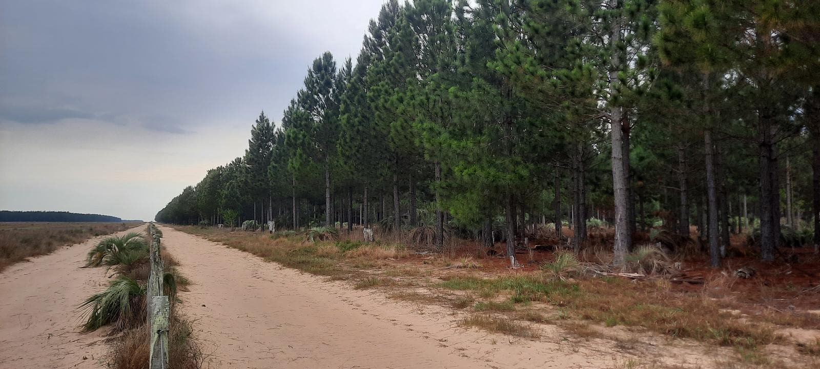Campo forestal y ganadero en Corrientes - 1