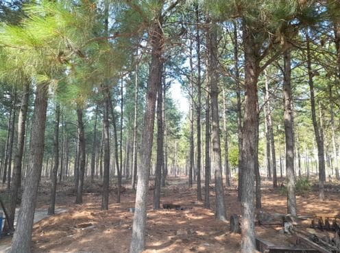 Campo forestal y ganadero en Corrientes - 1