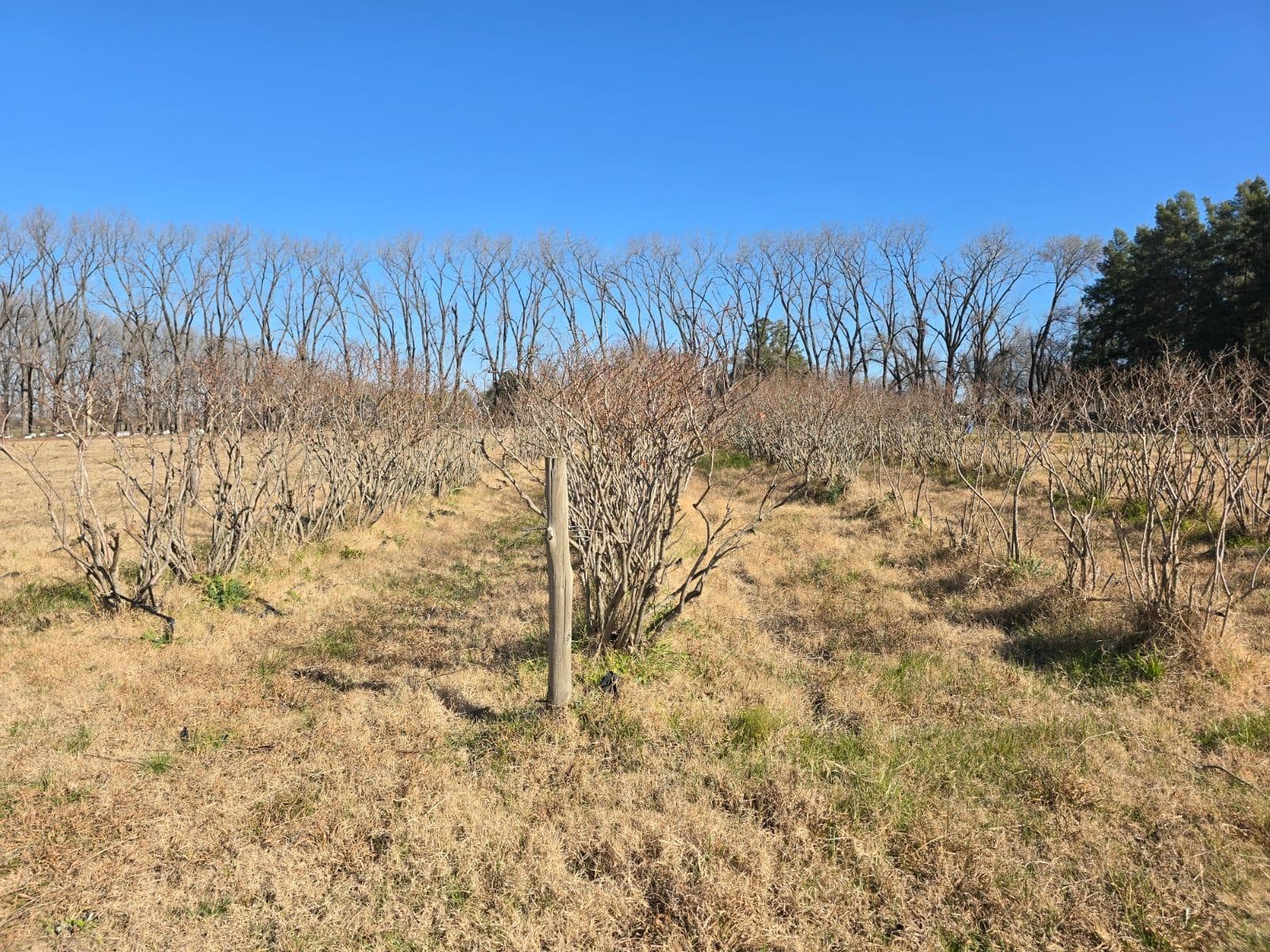 Campo en CARDALES - 1