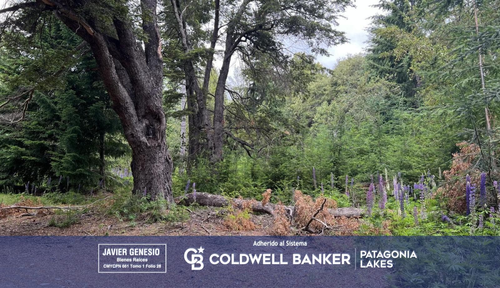 VENTA Lote | Terreno 3000m2 UF 11 Puerto Nahuel Villa La Angostura Acceso al lago - 1