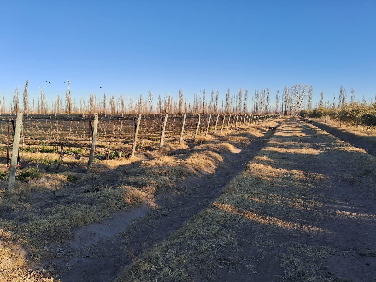 Finca en venta de 18 has en Paredes , San Rafael,Mendoza - 1