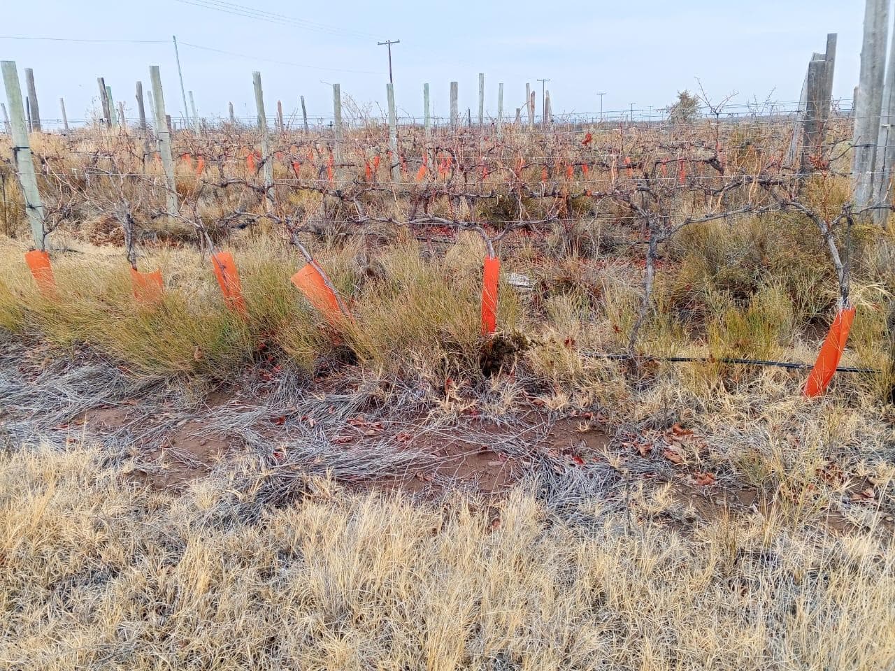 VENTA CASA QUINTA CON VIÑEDOS - 2