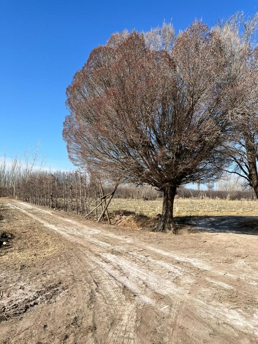 Chacra en Venta Ruta 22 - Allen - 1