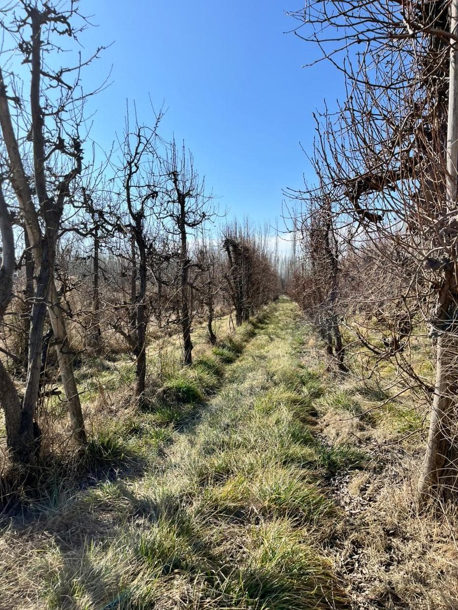 Chacra en Venta Ruta 22 - Allen - 2