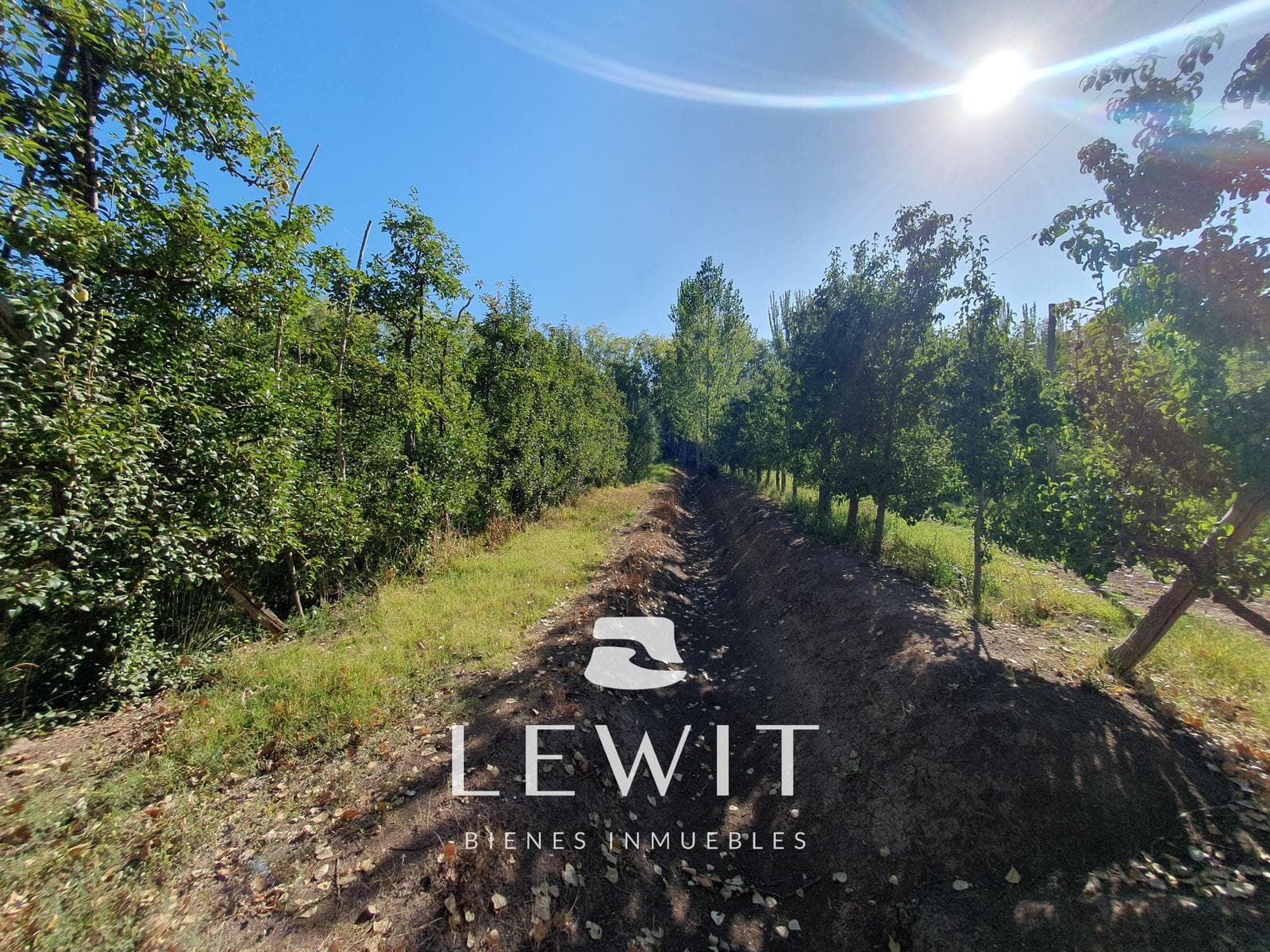 VENTA CHACRA EN PRODUCCIÓN CINCO SALTOS RÍO NEGRO - 1