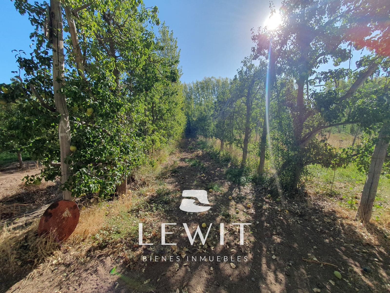 VENTA CHACRA EN PRODUCCIÓN CINCO SALTOS RÍO NEGRO - 2