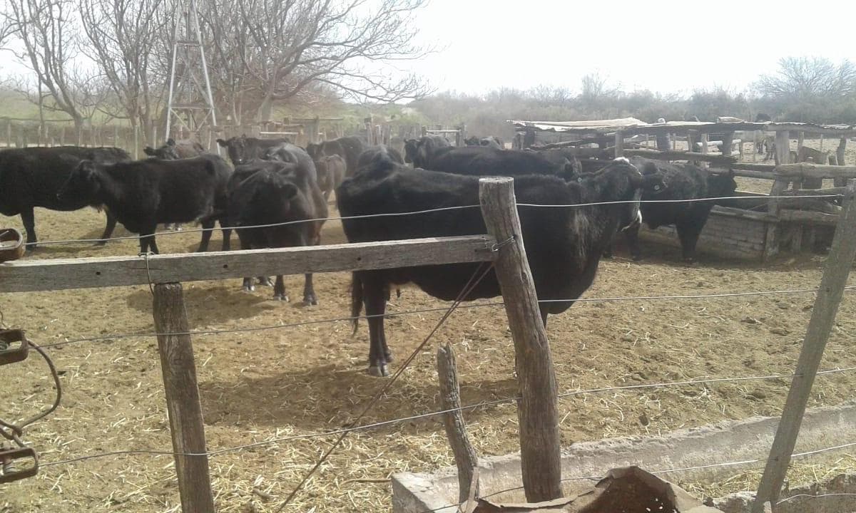 Campo / Venta SE VENDE CAMPO GANADERO - 2