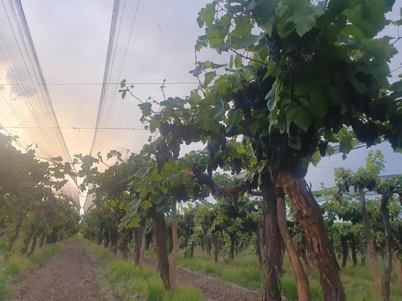 Finca 13 has en callejón Los Inquilinos - Cuadro Benegas - 2