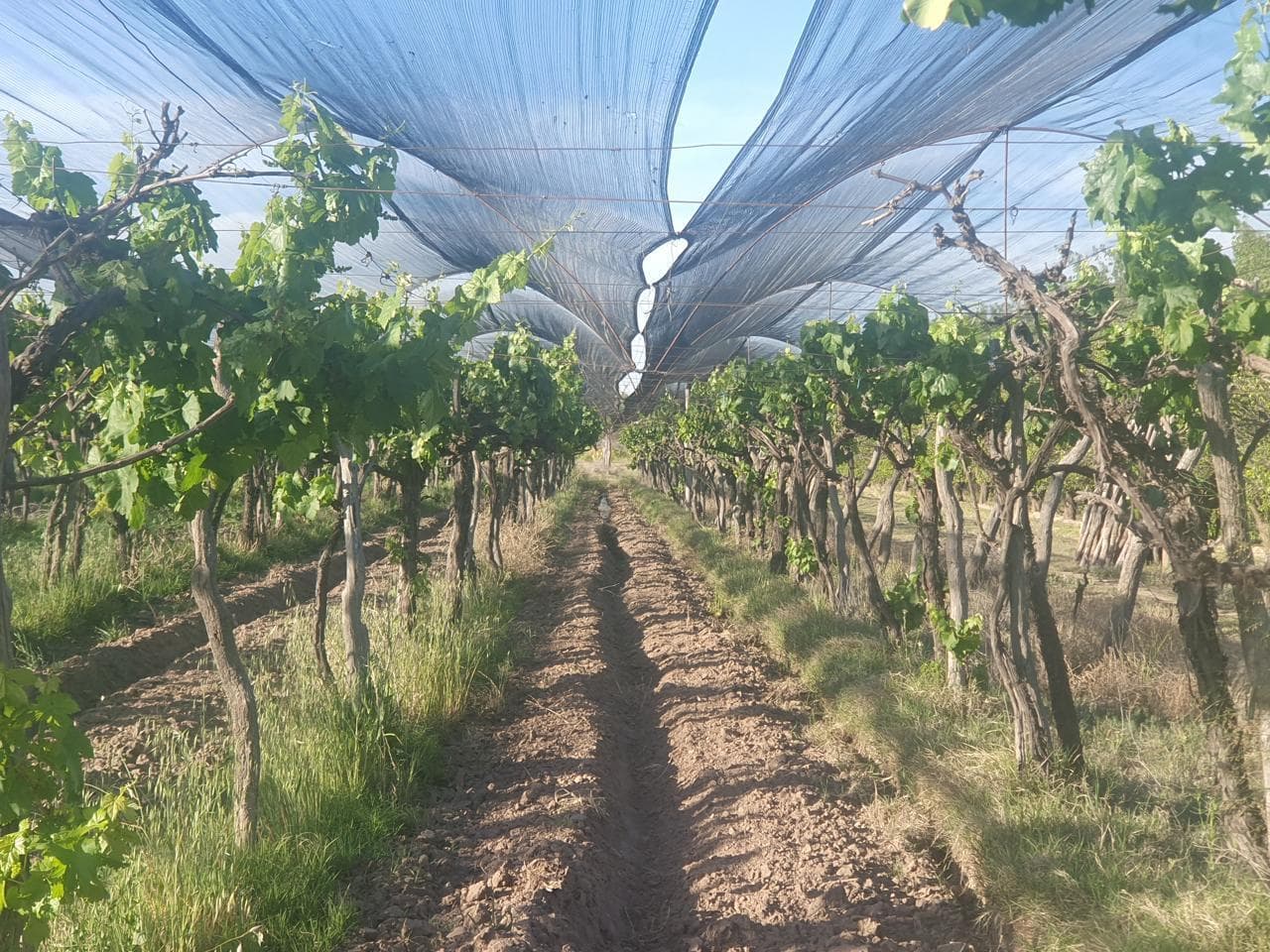 Finca 13 has en callejón Los Inquilinos - Cuadro Benegas - 1