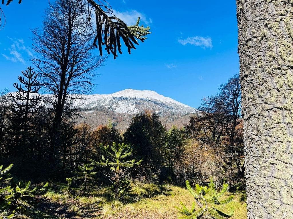 Lotes En Moquehue – Villa Pehuenia – Alumine – Neuquen - 1