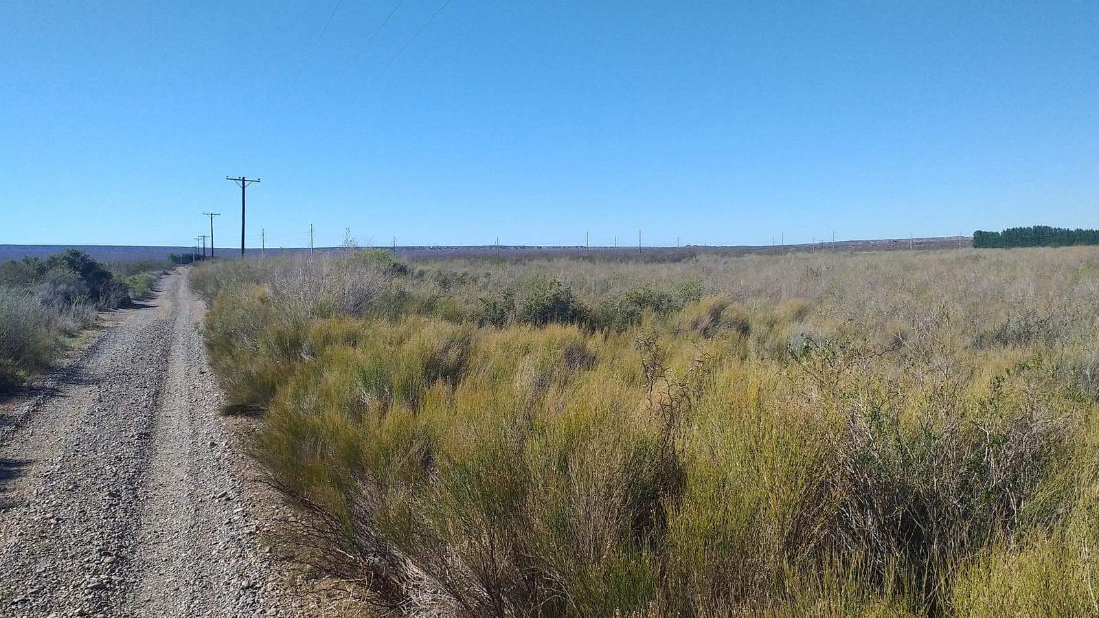Campo de 25 Ha en venta en Senillosa. A 500 m de la R22. USD100.000. Con ESCRITURA. - 1