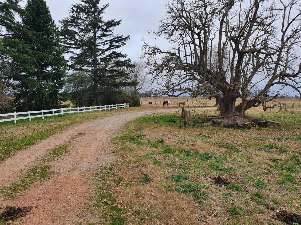 Campo en venta en Brandsen - 1