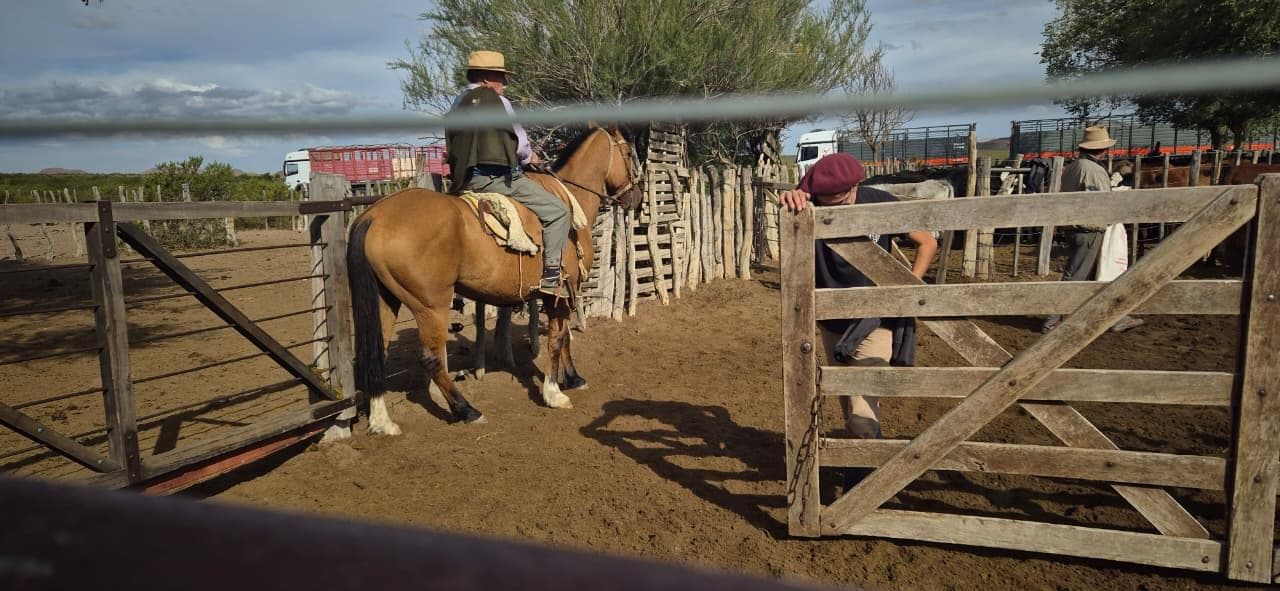 Campo en Malargue - 1