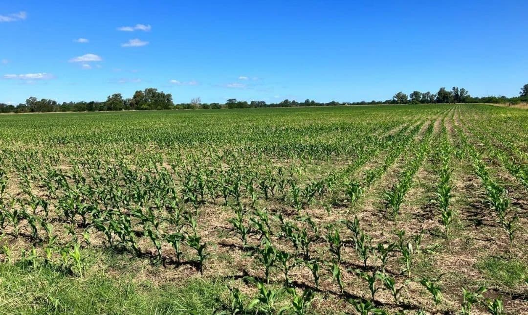 Campo 17 Hectareas en Venta Navarro - 1