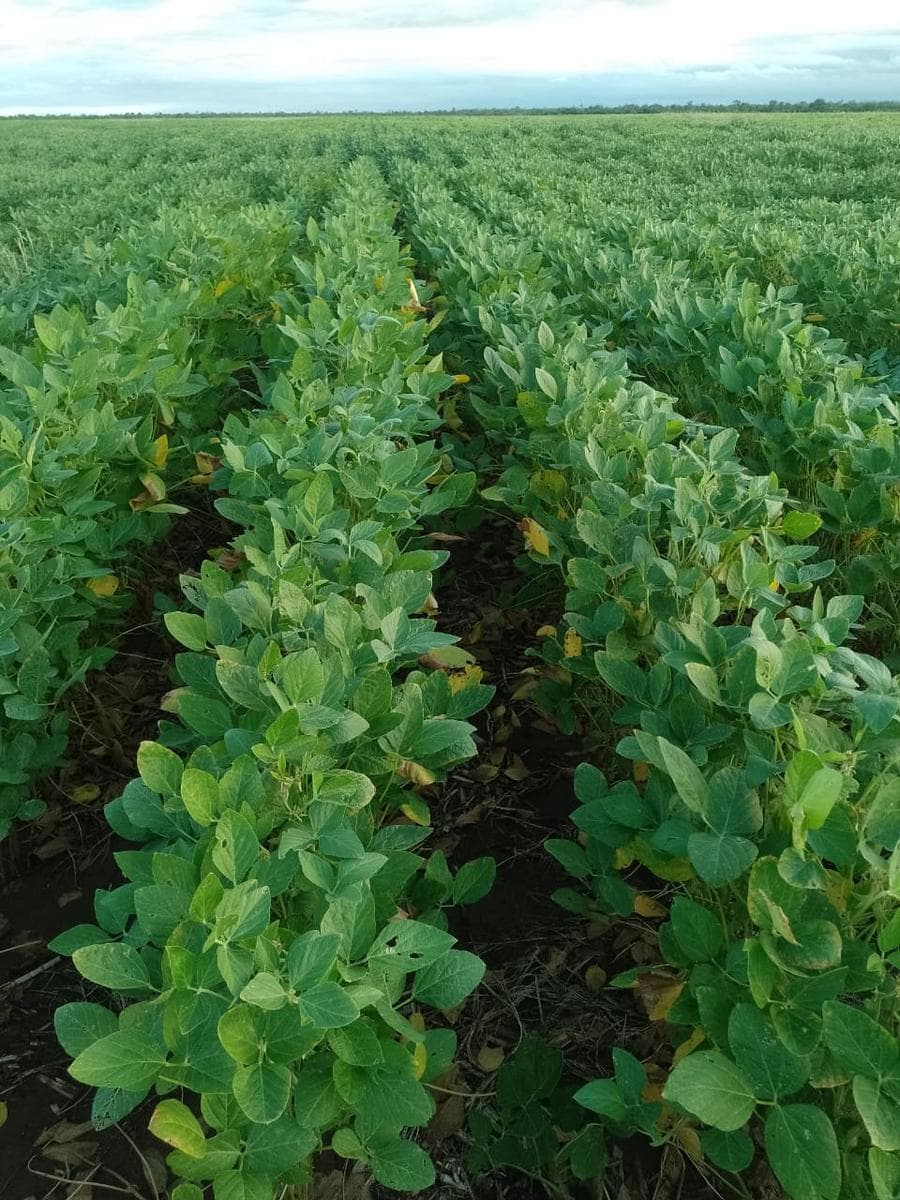 VENTA CAMPO AGRICOLA - STA ROSA- CATAMARCA - 1