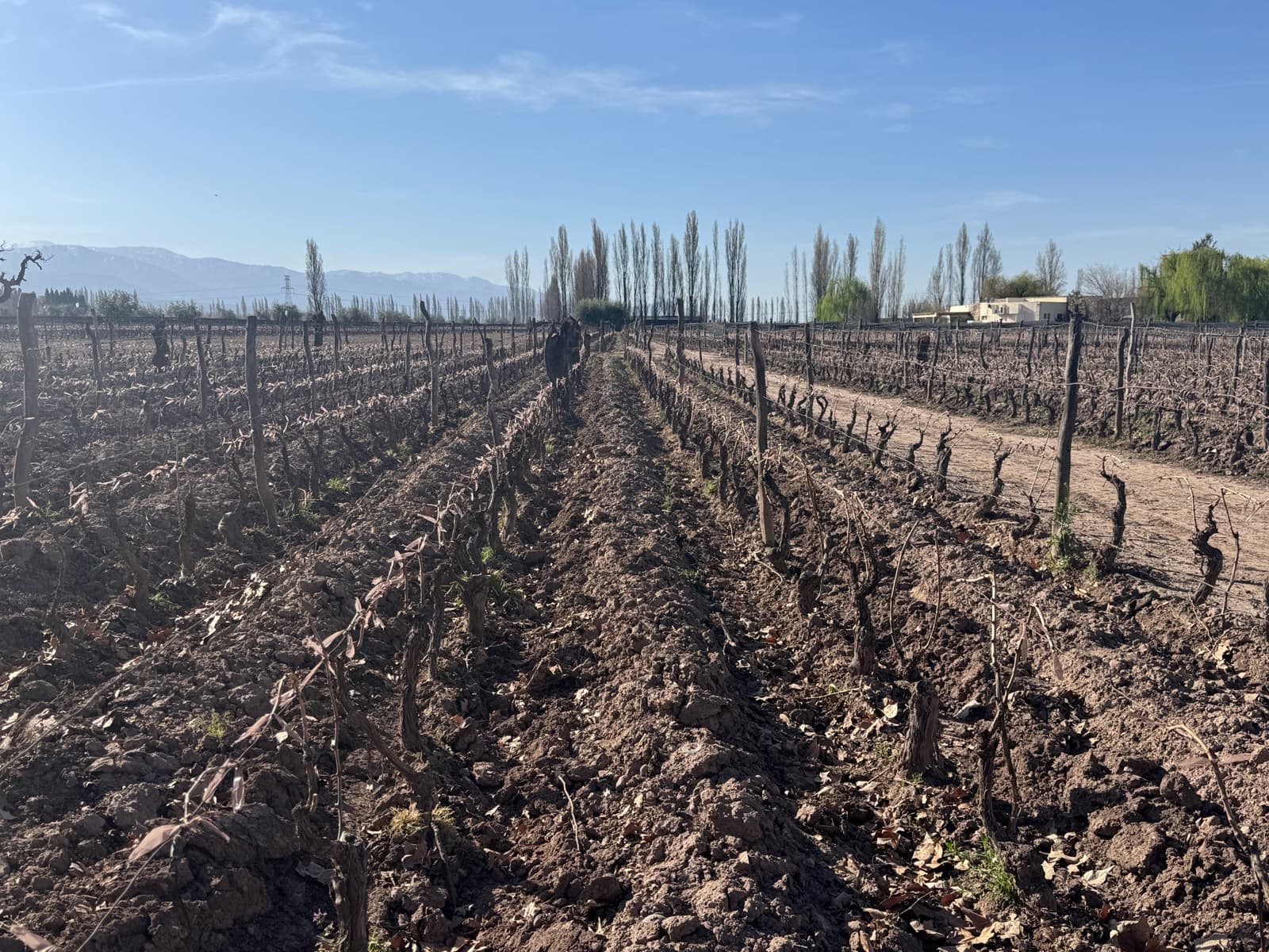 Finca - Perdriel - 1