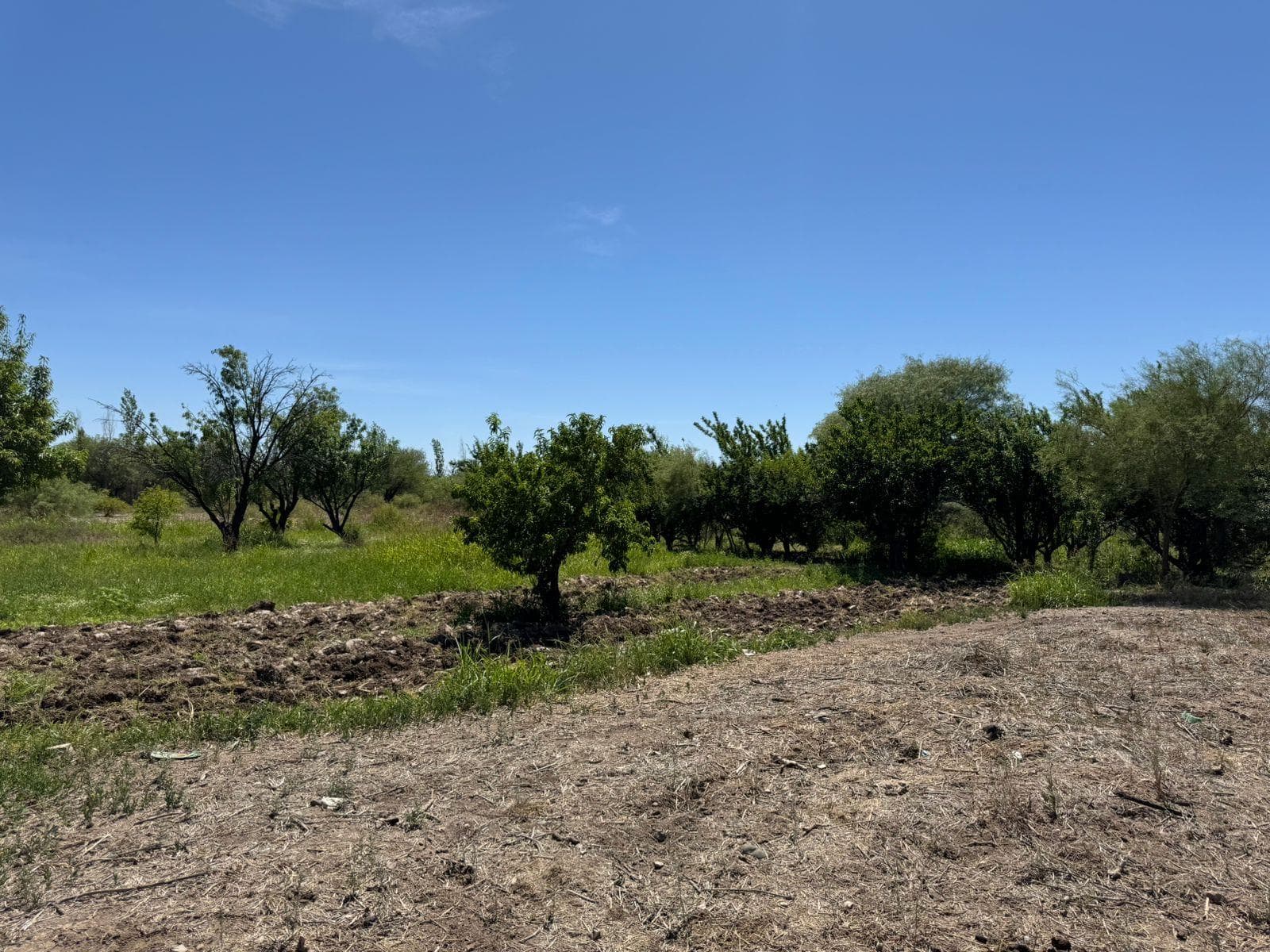 Terreno Las Lomitas, Albardon - 1