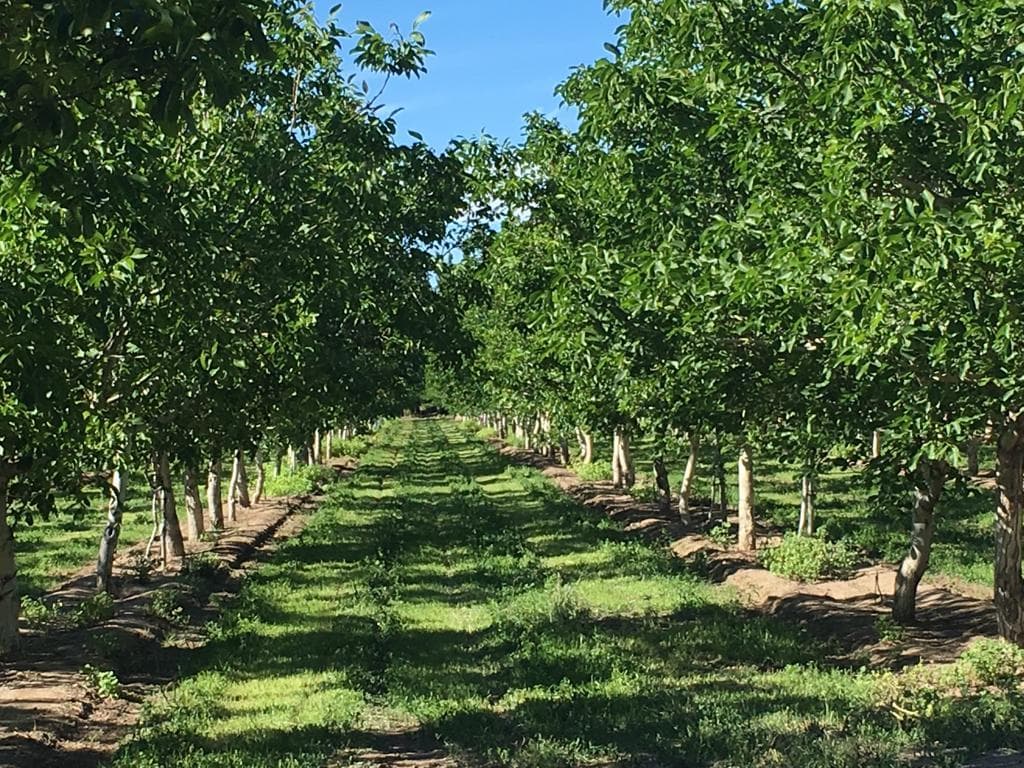 Venta Chacra General Roca 7.5Ha - 1