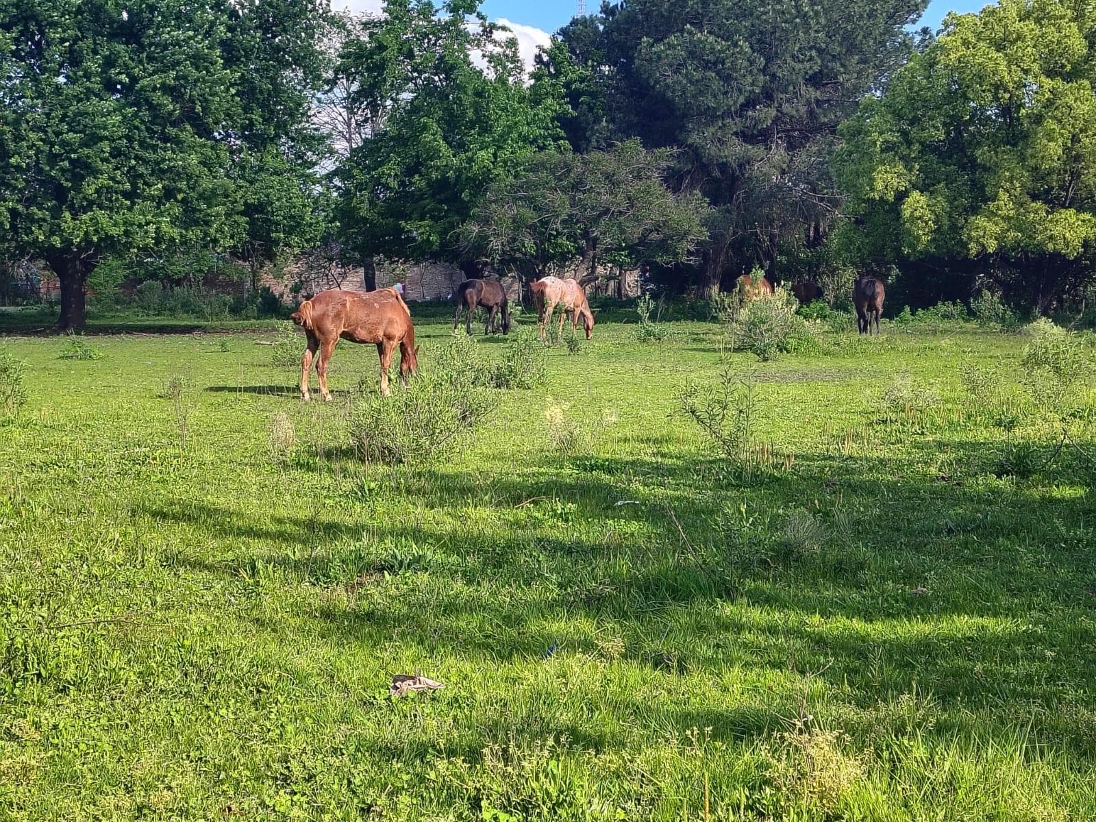 Terreno 4 hectareas en Presidente Derqui - 1