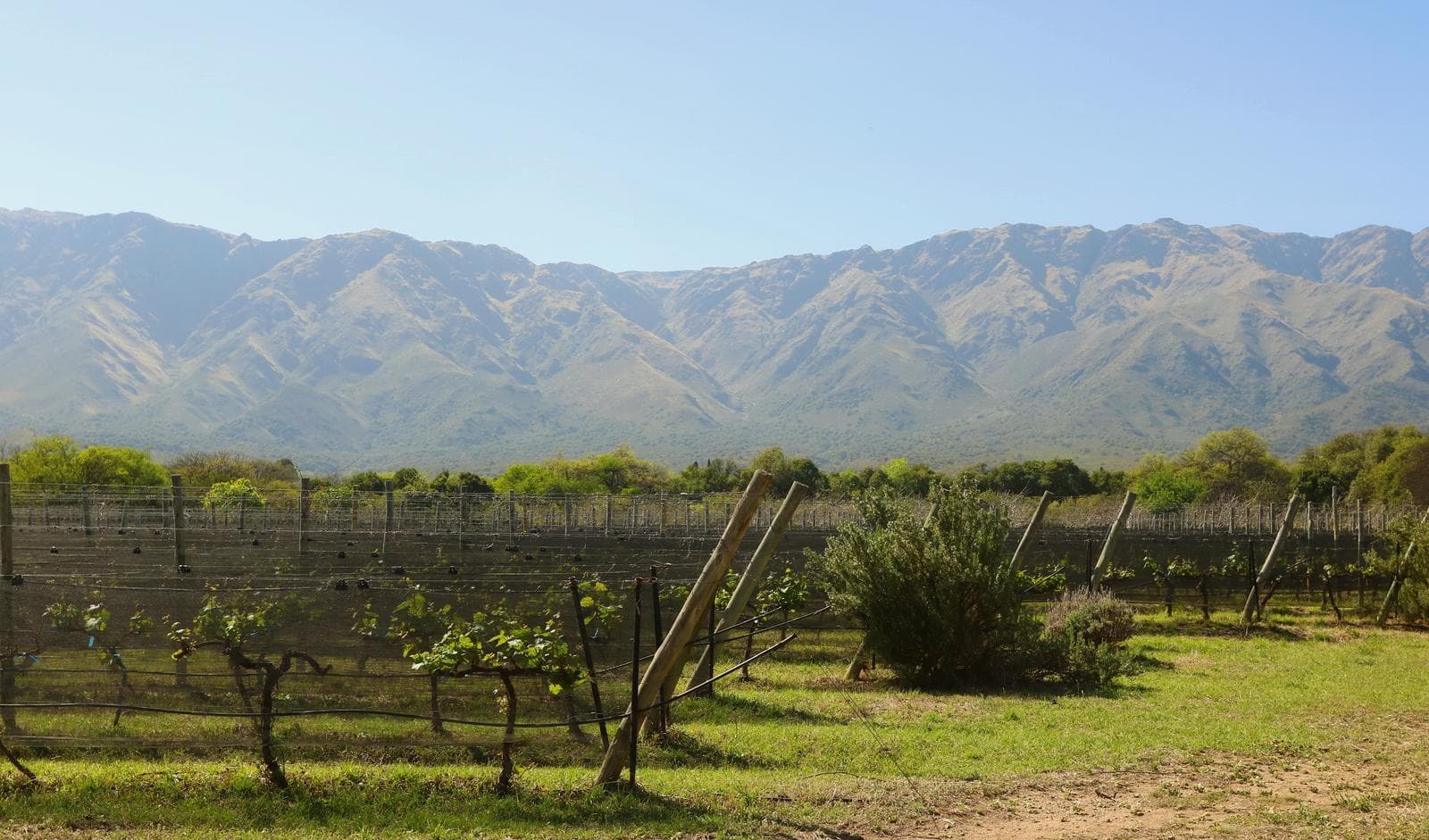 Viñedo y Nogales - 1