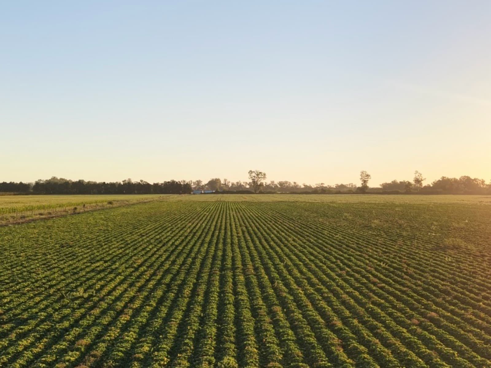 Vendo Campo en San Pedro sobre ruta 1001 - 55 hectáreas agrícolas - Oportunidad de Inversión - 1