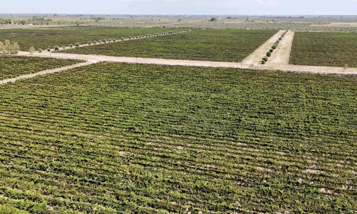 VENTA DE FINCA DE 208 HAS - SAN MARTIN, MENDOZA - 1