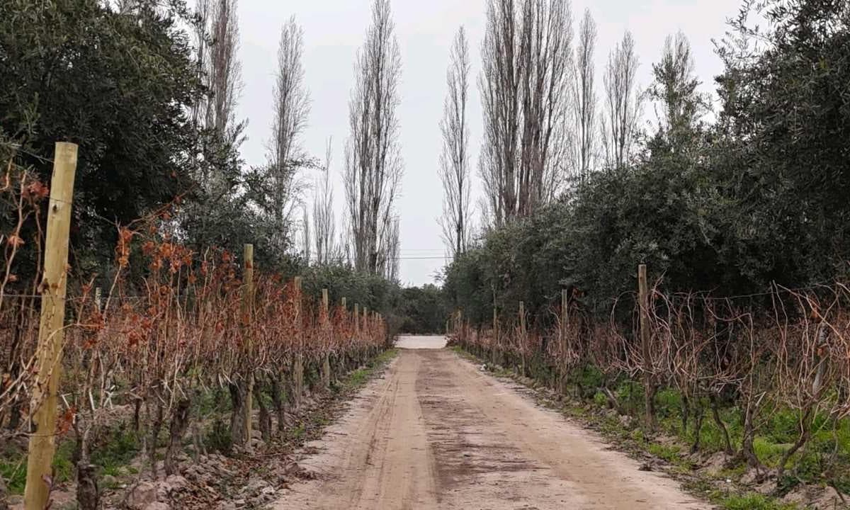 VENTA DE FINCA DE 3,3 HAS CON POTENCIAL EN LULUNTA–MAIPÚ - 1