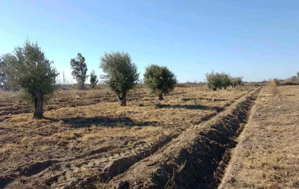 VENTA DE FINCA 22 HAS EN CARRIL BUEN ORDEN- SAN MARTIN, MZA - 1