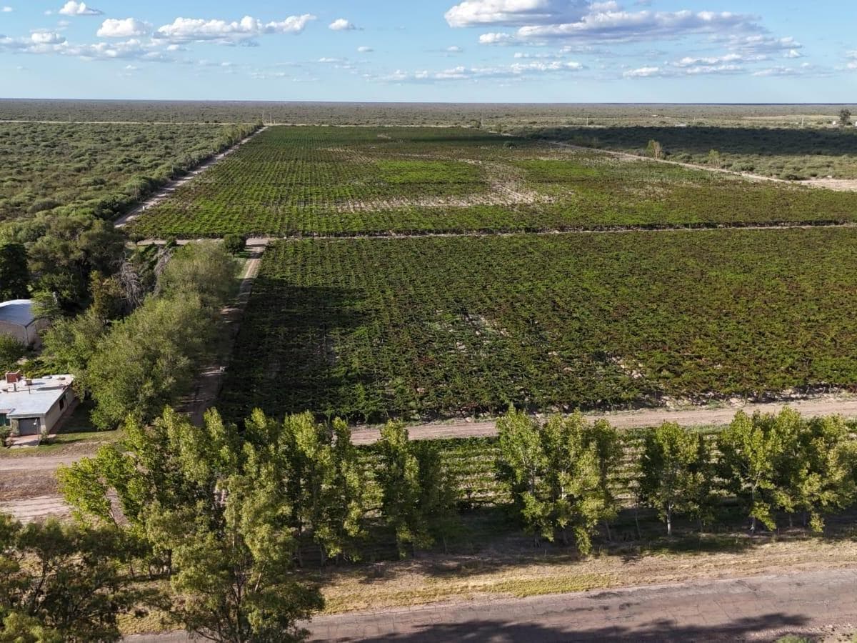 VENTA DE 40 HAS EN LA DORMIDA, SANTA ROSA- MENDOZA - 1