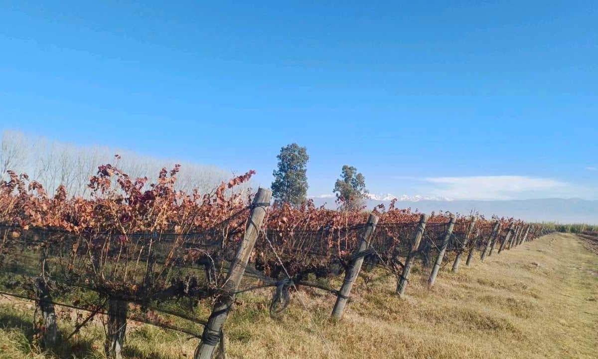 VENTA FINCA 84 HAS CON PROD. DE MALBEC- PUENTE DE HIERRO, GUAYMALLEN - 1