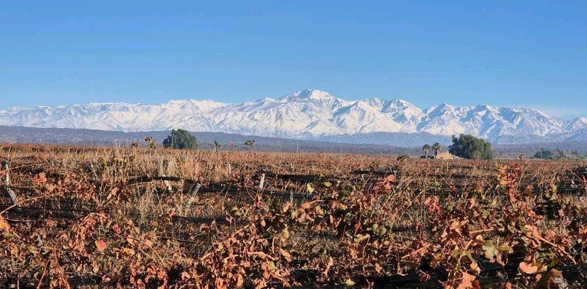 VENTA DE FINCA 90 HAS EN LUJAN DE CUYO - 1