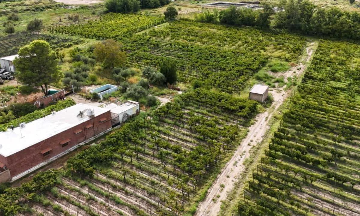 VENTA DE FINCA 4.7 HAS EN CALLEJON TORO- LA LIBERTAD , RIVADAVIA - 1