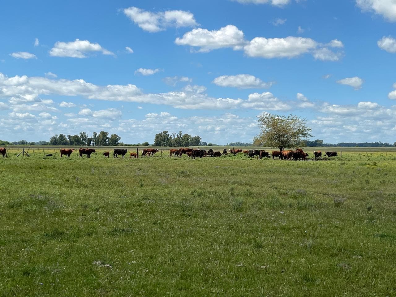 Campo 238 ha en General Las Heras - 1