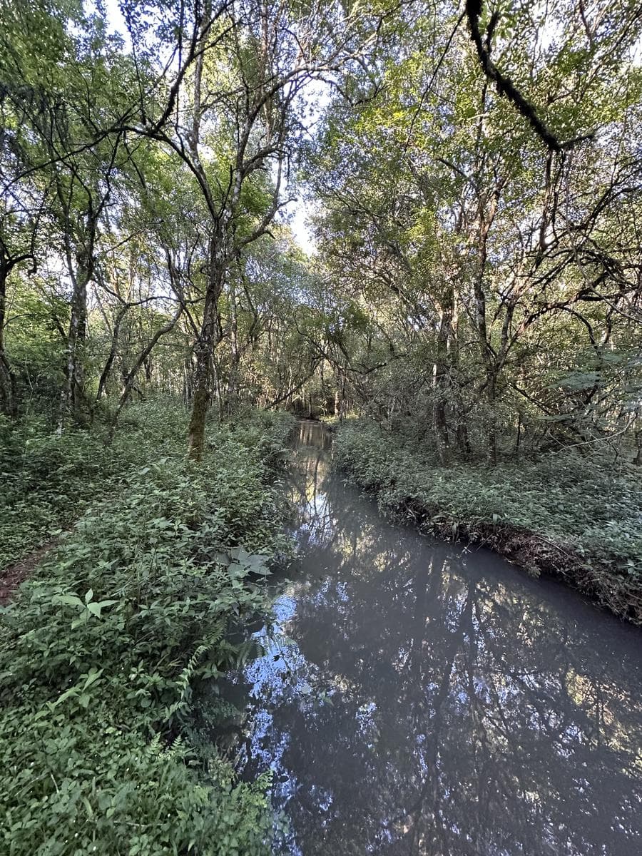 En Venta Chacra de 22,5 ha, en el km 50, Ruta 14, San Vicente, Misiones con Arroyo - 1