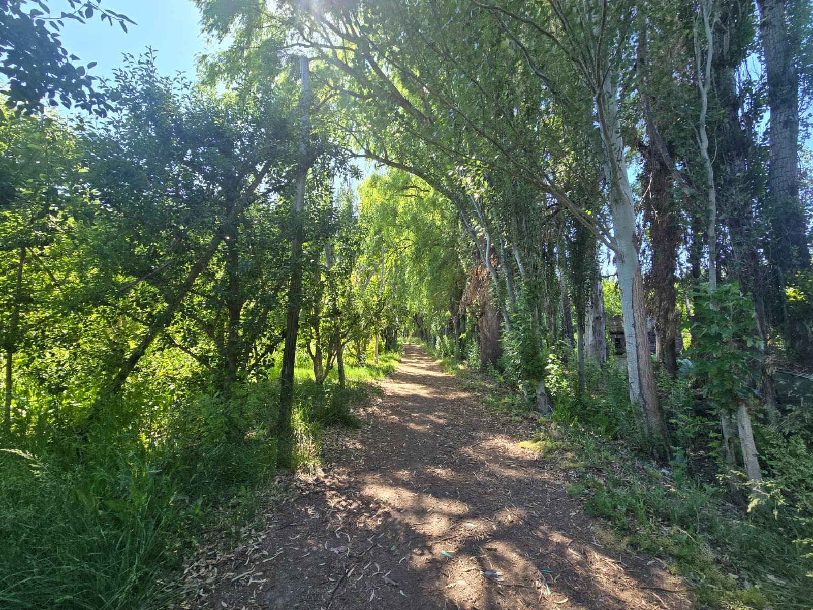 Chacra en venta Cipolletti Ferri - 1