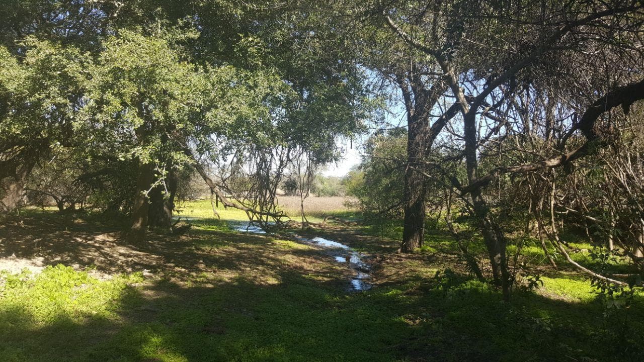 Campo Ganadero en Rivadavia Banda Norte - 1