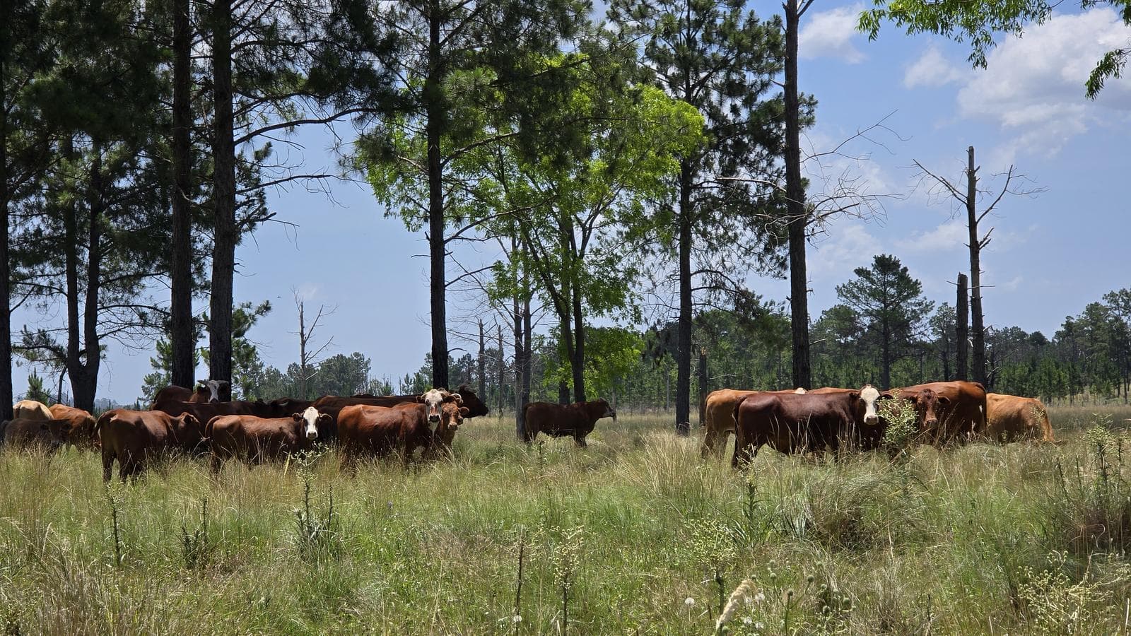 Se vende Campo de 860 ha Santo tomé Corrientes. - 1