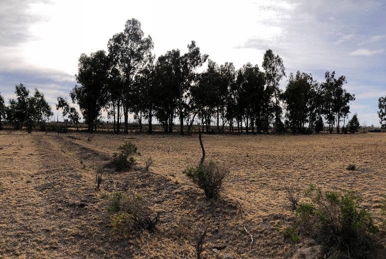 Campo Mendoza, San Rafael - 1